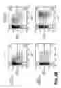 Fig. 17 - Lentiviral triplex DNA, and vectors and recombinant cells containing lentiviral triplex DNA