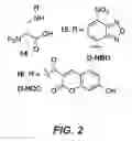 Fig. 03 - COMPOSITIONS FOR IN SITU LABELING OF BACTERIAL CELL WALLS WITH FLUOROPHORES AND METHODS OF USE THEREOF