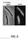 Fig. 06 - COMPOSITIONS FOR IN SITU LABELING OF BACTERIAL CELL WALLS WITH FLUOROPHORES AND METHODS OF USE THEREOF