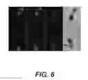 Fig. 07 - COMPOSITIONS FOR IN SITU LABELING OF BACTERIAL CELL WALLS WITH FLUOROPHORES AND METHODS OF USE THEREOF