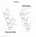 Fig. 49 - Methods and compositions for incorporating nucleotides