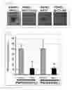 Fig. 08 - FGFR2 FUSION GENE
