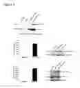 Fig. 16 - RAF gene fusions