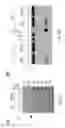 Fig. 09 - SYSTEMS AND METHODS FOR DIAGNOSING A PREDISPOSITION TO COLON CANCER