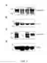 Fig. 03 - Method of detecting cancer using delta-catenin