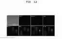 Fig. 13 - METHOD USING FLUORESCENT TURN-ON PROBES FOR CELL-SPECIFIC DETECTION