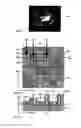 Fig. 16 - Decorative element and security document comprising a decorative element