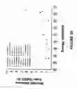 Fig. 29 - SYSTEMS AND METHODS OF SELECTING COMPOUNDS WITH REDUCED RISK OF CARDIOTOXICITY
