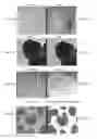 Fig. 07 - Specimen preparation for transmission electron microscopy