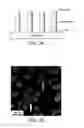Fig. 05 - Solar cells