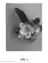 Fig. 02 - Apple Tree Named Howell TC3
