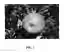 Fig. 03 - Apple Tree Named Howell TC3