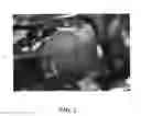 Fig. 03 - Apple Tree Named 'Howell TC2'