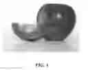 Fig. 04 - Apple Tree Named 'Howell TC2'