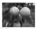 Fig. 01 - Pear tree named 'PremP027'