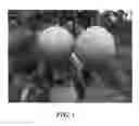 Fig. 02 - Pear tree named 'PremP027'