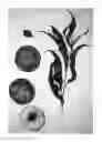 Fig. 01 - Peach tree named ‘Burpeachthirtyfive’