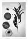 Fig. 02 - Peach tree named ‘Burpeachthirtyfive’