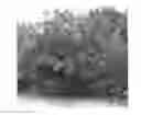 Fig. 01 - Citrus rootstock named 'UFR-2'