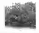 Fig. 03 - Citrus rootstock named 'UFR-2'