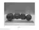 Fig. 06 - Citrus rootstock named 'UFR-2'