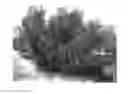 Fig. 01 - Citrus rootstock named 'UFR-3'