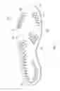 Fig. 17 - Sole system having movable protruding members