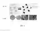 Fig. 10 - POLYMER MATRICES FOR CONTROLLING CRYSTALLIZATION