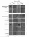 Fig. 03 - Method of treating microbial infections