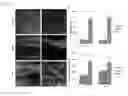Fig. 06 - HIF-1 modulator paint formulation and uses thereof
