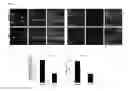 Fig. 09 - HIF-1 modulator paint formulation and uses thereof