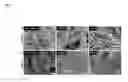 Fig. 10 - HIF-1 modulator paint formulation and uses thereof