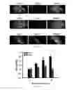 Fig. 05 - METHOD FOR CONCURRENT TREATMENT OF PAIN AND DEPRESSION