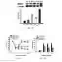 Fig. 11 - METHOD FOR CONCURRENT TREATMENT OF PAIN AND DEPRESSION