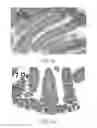 Fig. 04 - Materials and methods for improving gastrointestinal function
