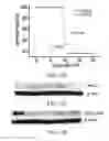 Fig. 19 - Materials and methods for improving gastrointestinal function