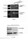 Fig. 22 - OXYGEN-CONTROLLABLE AND HYPOXIA-INDUCIBLE HYDROGELS