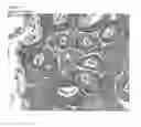 Fig. 02 - MODULATION OF ZINC LEVELS TO IMPROVE TISSUE PROPERTIES