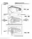 Fig. 10 - Methods of using regenerative cells in the treatment of erectile dysfunction