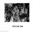 Fig. 23 - Methods of using regenerative cells in the treatment of erectile dysfunction