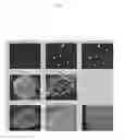 Fig. 09 - Agent for Treating Urinary Incontinence Including Stem Cells Derived from Amniotic Fluid