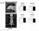 Fig. 22 - Methods for diagnosing, prognosing and treating muscular dystrophy
