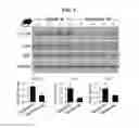Fig. 06 - MATERIALS AND METHODS FOR MODULATING GLUCOSE UPTAKE