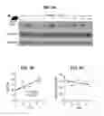 Fig. 07 - MATERIALS AND METHODS FOR MODULATING GLUCOSE UPTAKE