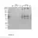 Fig. 04 - Immunogenic Compositions Of Staphylococcus Epidermidis Polypeptide Antigens