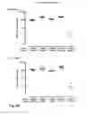 Fig. 07 - VACCINE AGAINST RSV