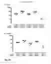 Fig. 08 - VACCINE AGAINST RSV