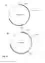 Fig. 18 - VACCINE AGAINST RSV