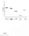Fig. 20 - VACCINE AGAINST RSV