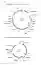 Fig. 02 - METHODS AND MEANS FOR THE PRODUCTION OF IG-LIKE MOLECULES